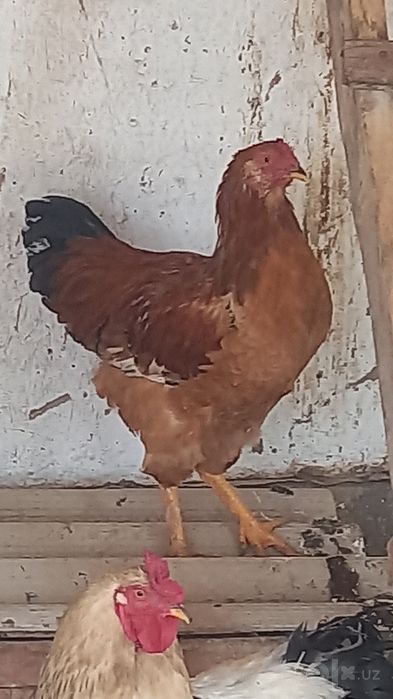 Xo'rozlar sotiladi