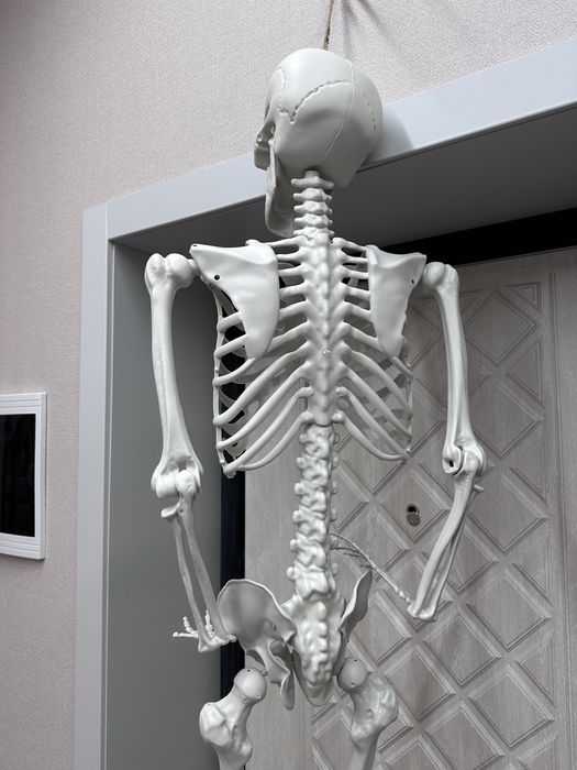 скелет человека