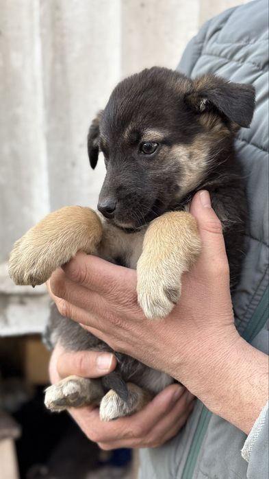 Щенки в добрые ручки