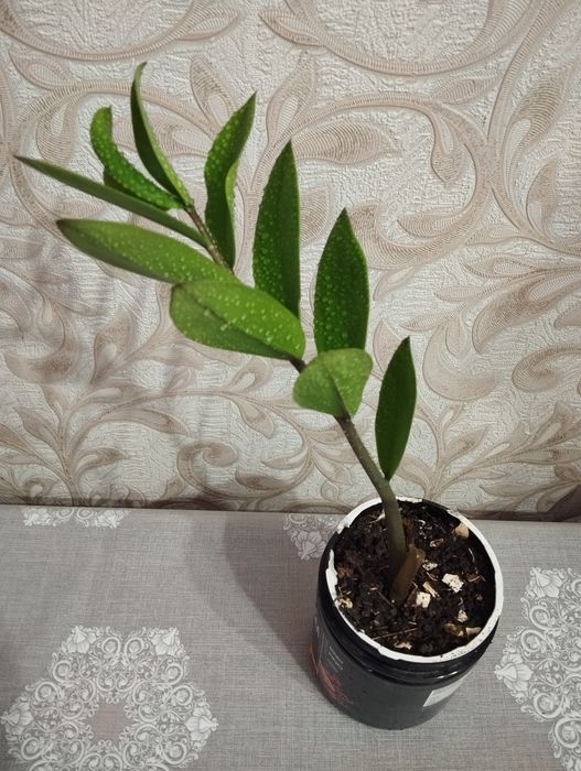 Продам Замиокулькас продам