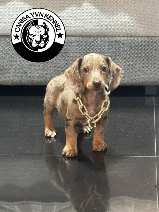 Teckel cioco merle miny