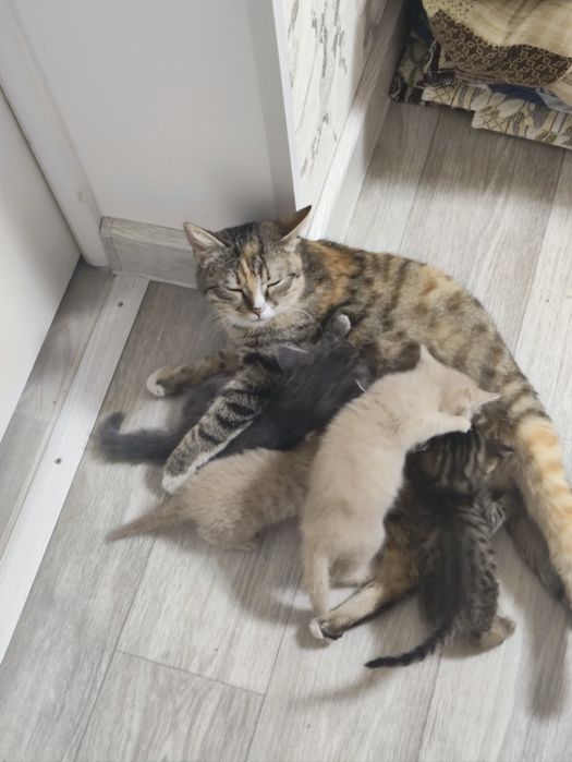 Отдам Котят В Добрые Руки