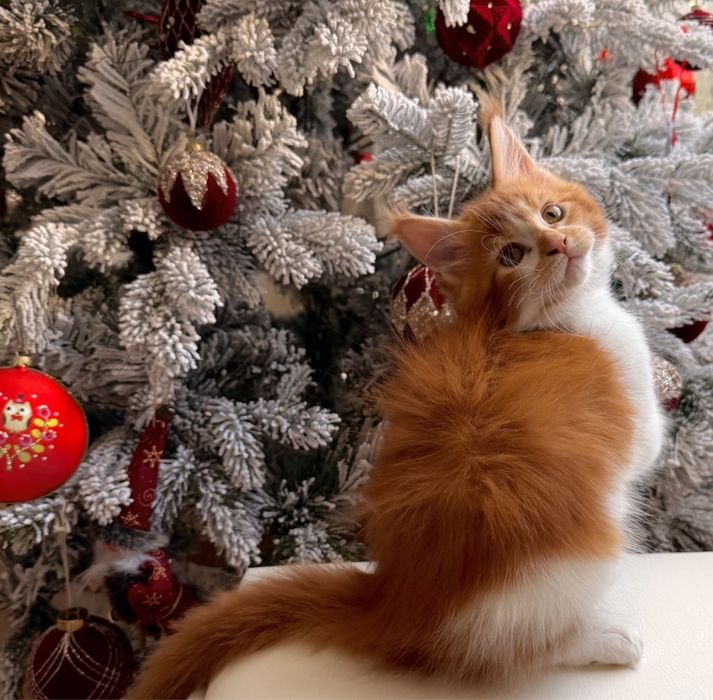 Породистые котята мейнкун