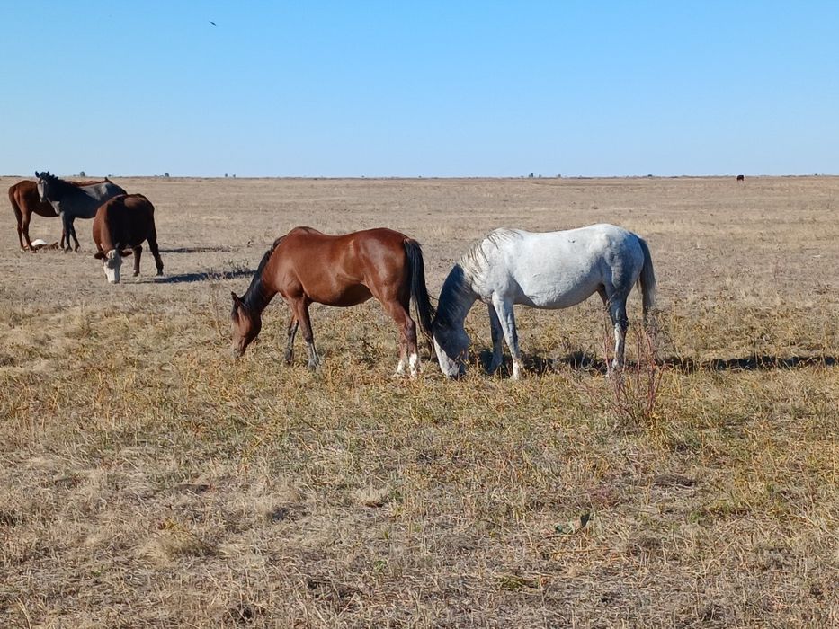 Құнан бие сатылады