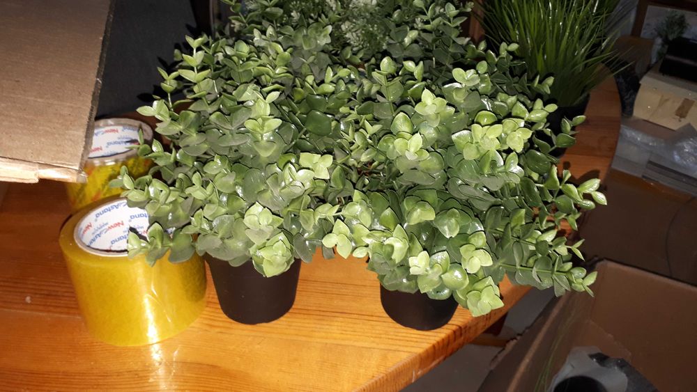 продам растения ИКЕА