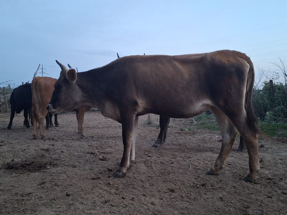 Продам 2 коровы отдельно