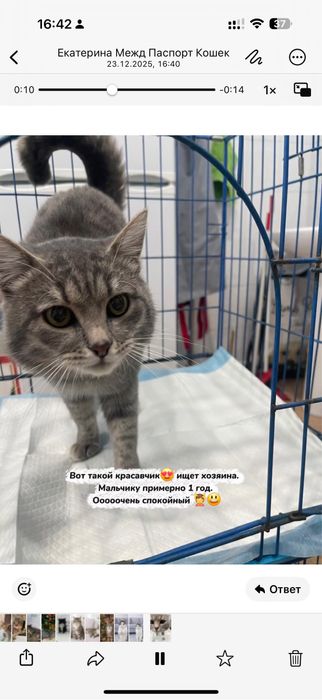 Кота отдам в добрые руки