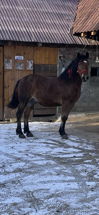 Vand/schimb cal castrat de 3/4 ani