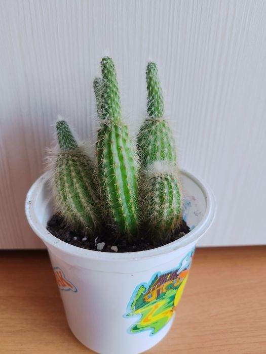 Продам комнатные растения