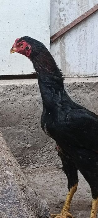 Тозза немис сотилади