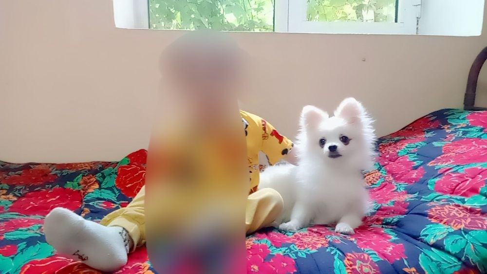 Pomerang Shpis
Yoshi 7 oylik 
Hujjatlari bor Paspurt