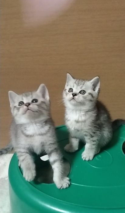 Шотландскае Скоттиш страйт