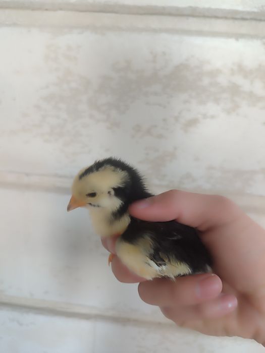 Балапандар сатылады 1к дан