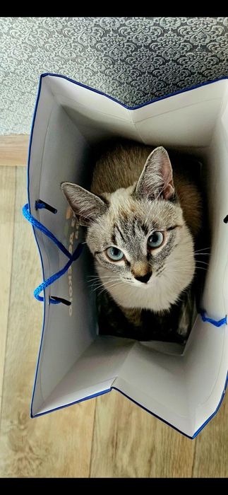 Отдам кошку, 7 месяцев