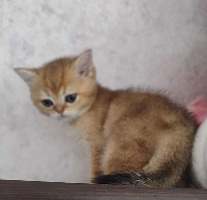 Золотые шиншиллки котята