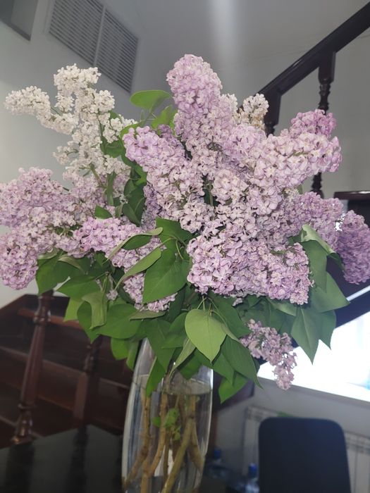 Саженцы вишни и сливы