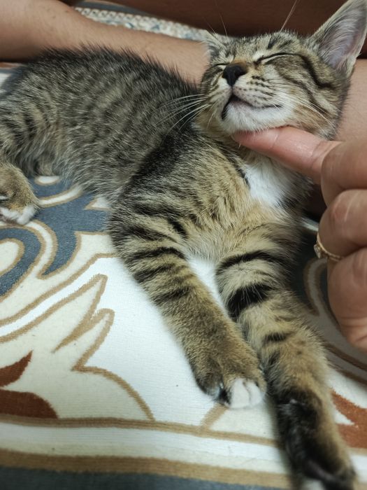Котёнок-табби окросом