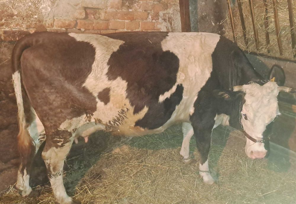 Vand vaca gestanta in 9 luni cu acte in regula