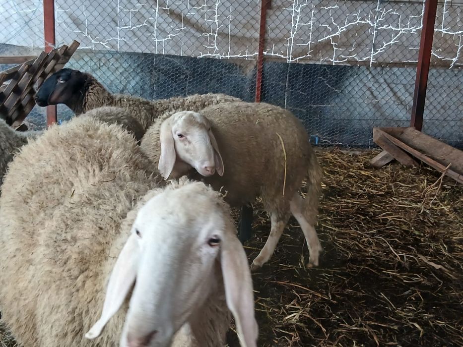 Oi de vanzare 13 femele si 3 masculi