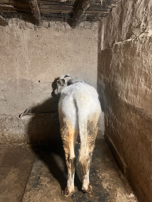 буқаша ботилади 9 оилик