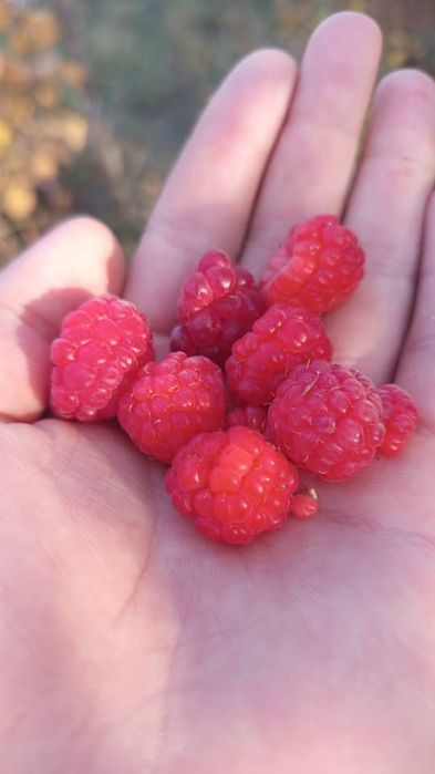 Малина Полонез Полана ва  оригинал сорт