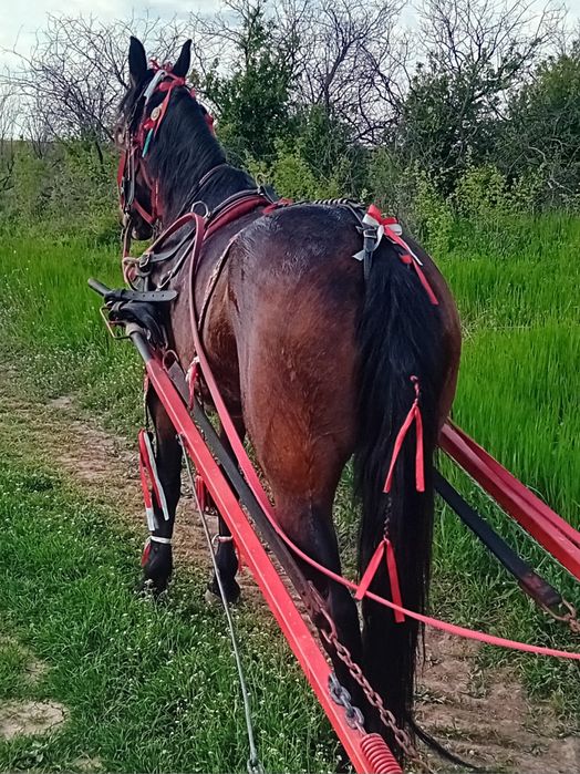 Iapă trapasă garantată