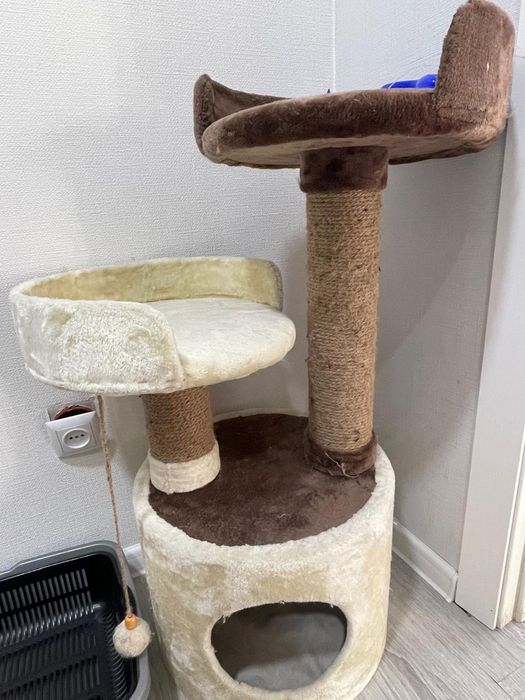 Отдам кошку срочно