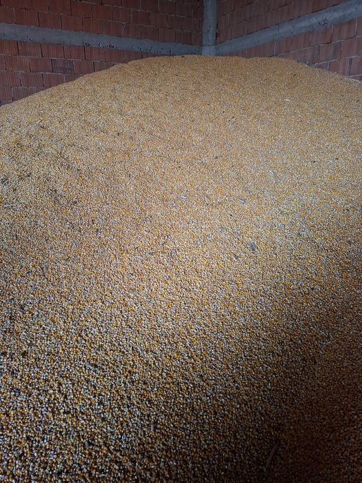 Vand porumb ,triticale si floarea soarelui