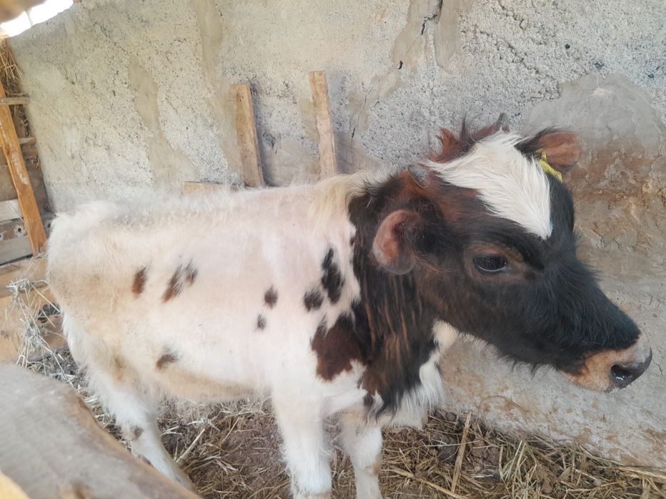 Ургашы баспак сатылады