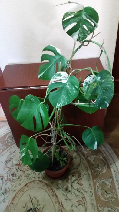 Цветы домашние не дорого