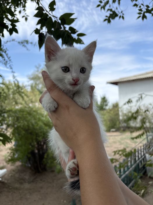 Отдам котят в добрые руки мальчики