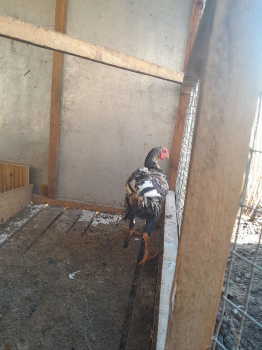 Kulangi dakan xo'roz