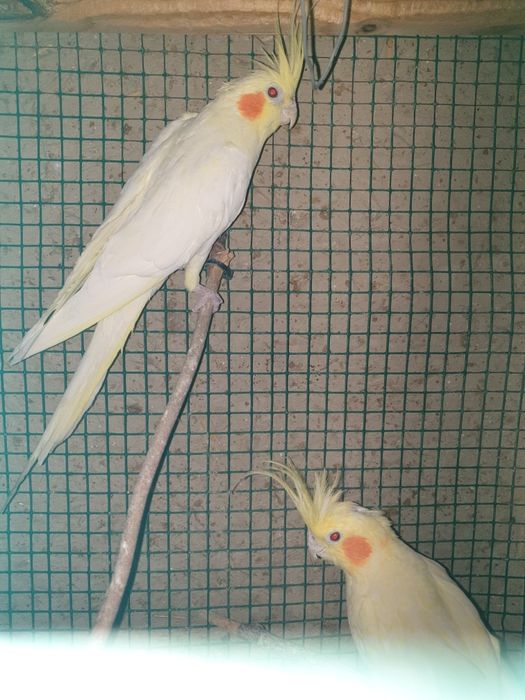 Karela papugay 1 par