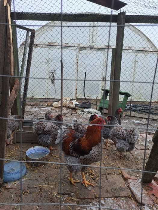 Vind ouă gaini wyandotte albastru auriu 10