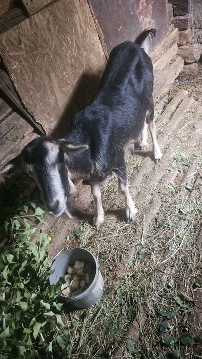Capra 2 ani metis Lunca Corbului Arges