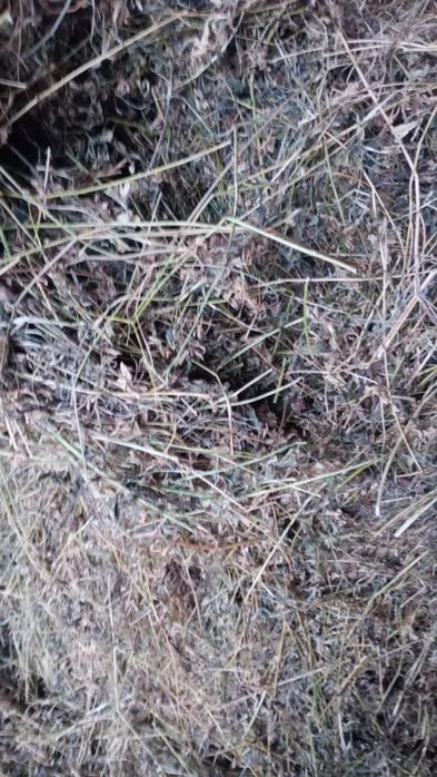 Baloți rotunzi de lucernă și otavă măruntă