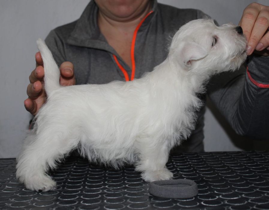 Вест Хайленд Вайт терьер