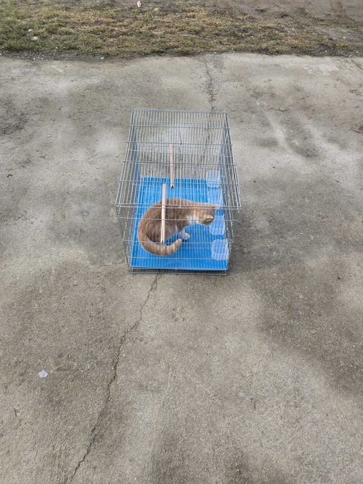 Colivii pasari BQ02 , 60x42x40 cm, NOi