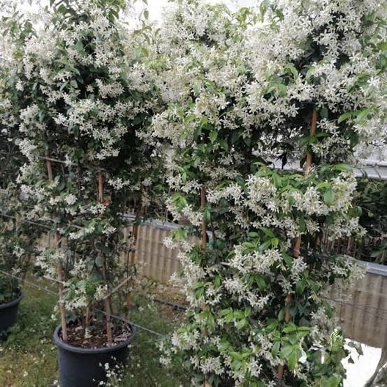 Вечнозелен жасмин