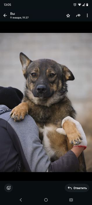 ПорОдиСтыЕ соБаЧки в приюте