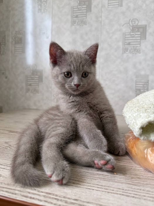 Продается Кошечка Скотиш Страйт