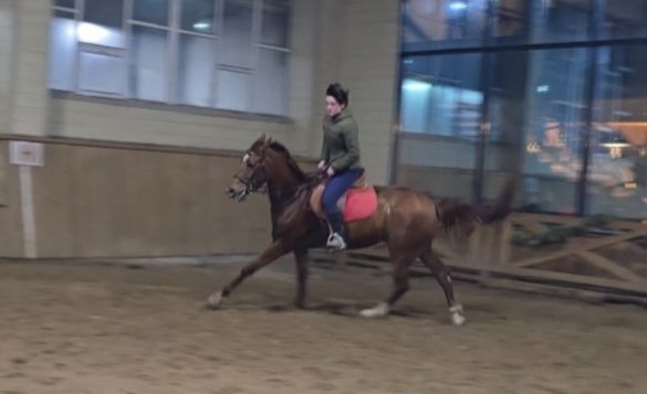 Кобыла для спорта, лошадь