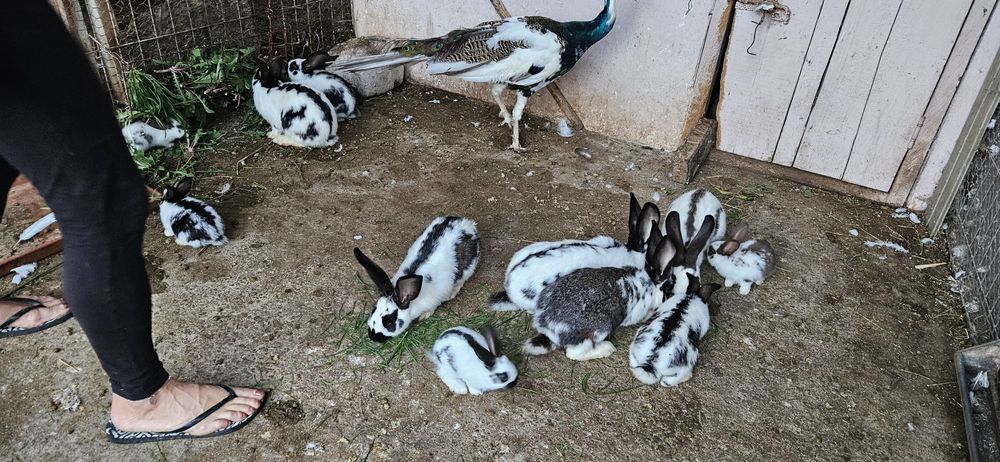 Pui de fluture german