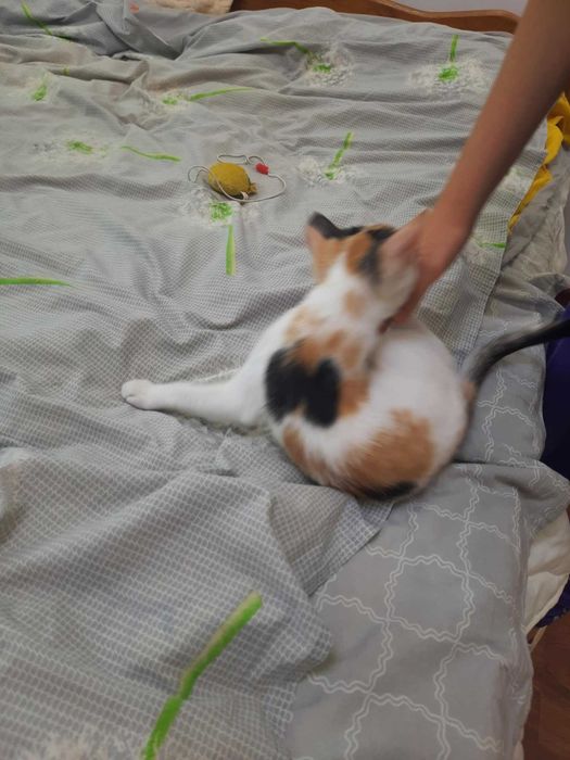 Подаряваме женско коте