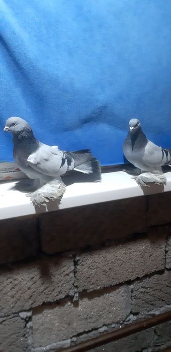 Пара сизых персов