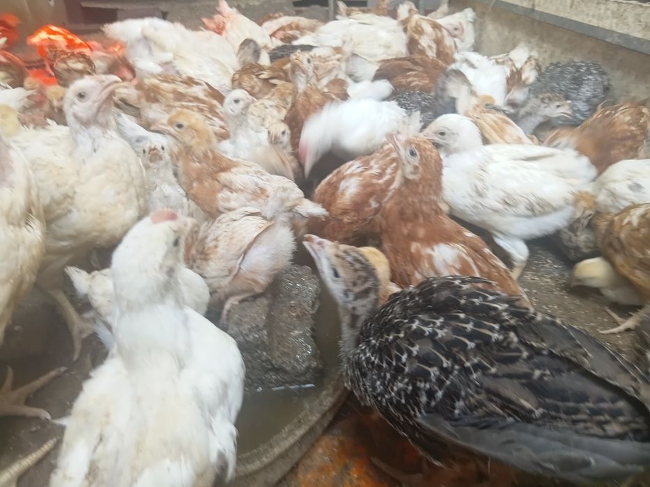 Ломан браун балапандары