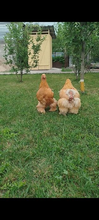 Продам семью палевого кохинхина 1+2