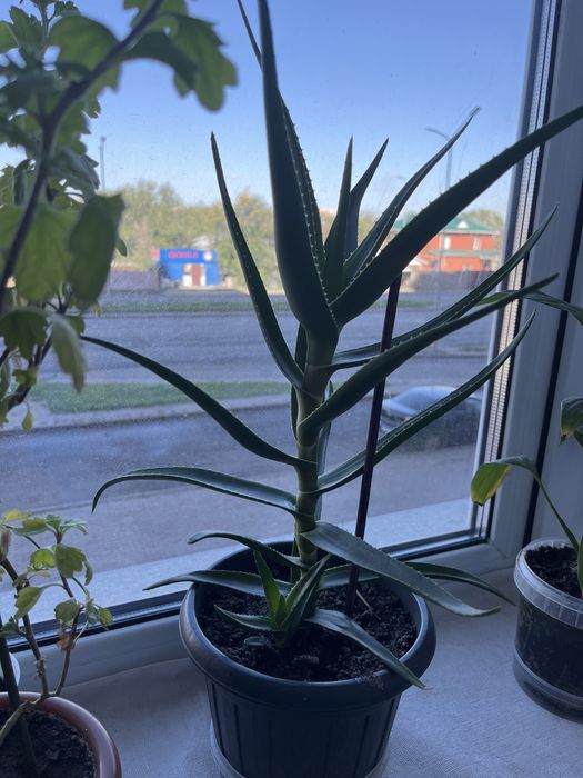 Алоэ древовидный