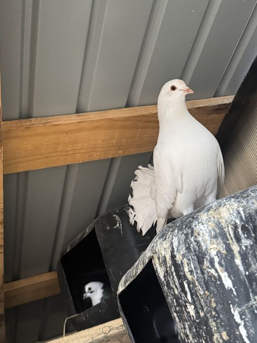 Vand porumbei rotati