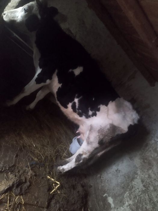 Vând vaca de lapte Holstein